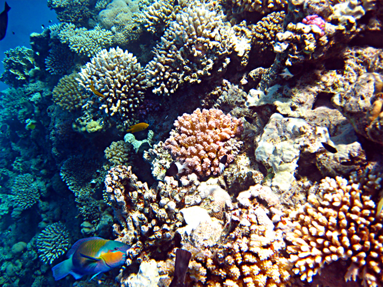 Коралловые рифы в хургаде. Дайвинг в Хургаде. Красное море риф Шарм Эль Шейх. Египет Хургада риф. Дайвинг в шармаль Шейхе.